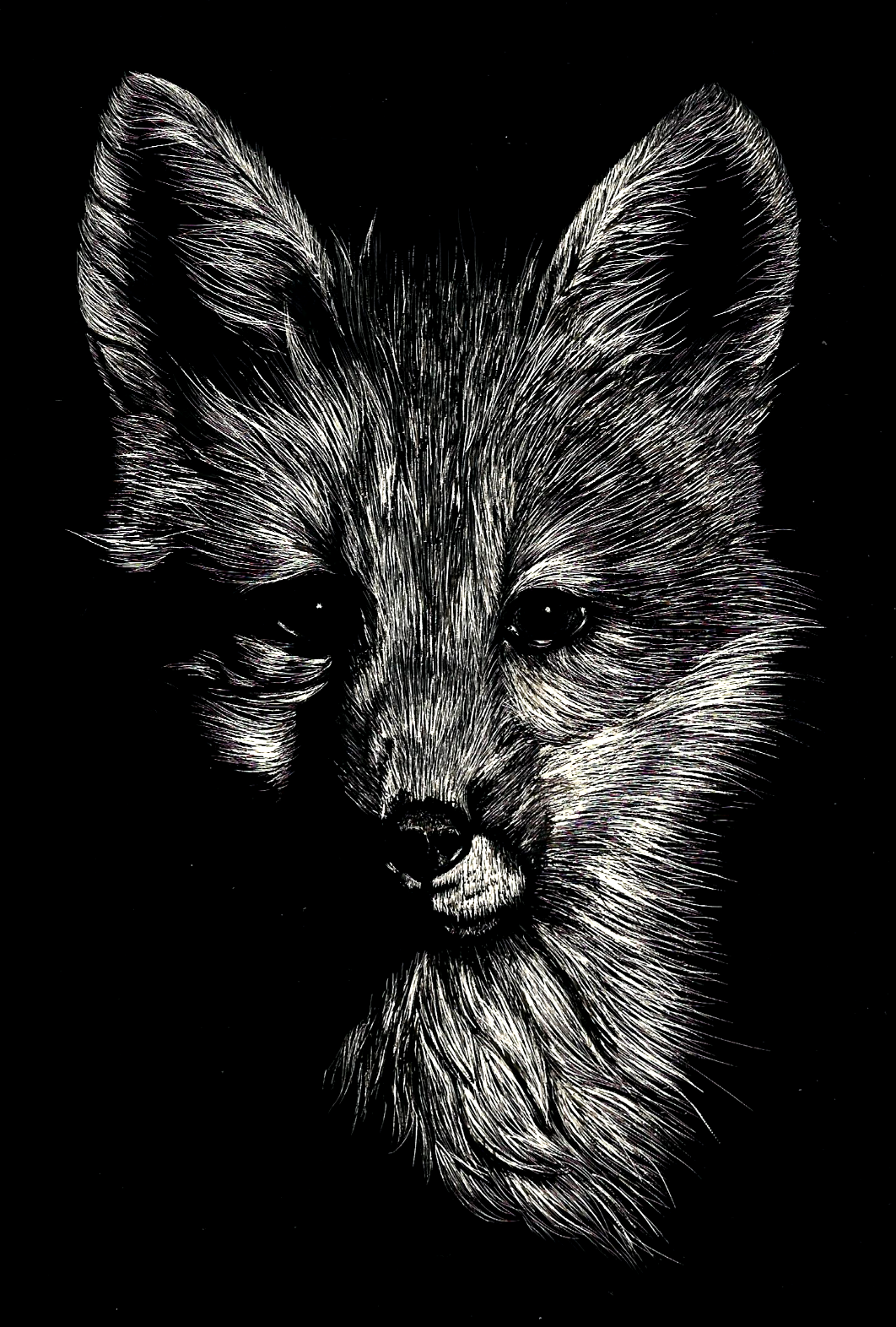 The Nikon fox illustration